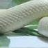 Snake Sound Snake голос змеи