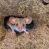 Catching Field Mice To Sell At The Countryside Market Simple Life In The Countryside Farm Life