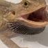 5 Bearded Dragon Life Hacks That Will Help You Keep Your Dragon Happy