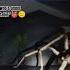 Top 3 Funniest Huntsman Spider Moment Watch Till The End