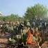 Why Farmers Burn Cactus Shorts Science Cactus Astropeak
