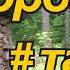 ТАЙГА 7 Порогов 3 из 4