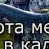 Охота медведя в кадре Нас сопровождает медведь 4 часа Рыба ловится на каждом забросе это плохо 2