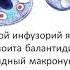 Представитель класса Инфузорий Балантидий кишечный Balantidium Coli