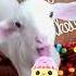 Sheep Eating Ice Cream Shorts Asmr Sheep Viral Eating