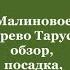 Малиновое дерево Таруса обзор посадка и уход