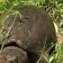 Setting Bank Lines For SNAPPING TURTLES