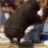 Enraged Bull Leaps Into Stands World S Scariest Animal Attacks