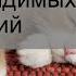 Кошка хромает на заднюю лапу без видимых повреждений