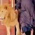 Lion Tiger Attitude Animals Funny Remix Music Song Dj