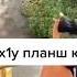 Марханаш къобал дойла