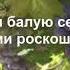 20 день Медитация Дипак Чопра Изобиле и Роскошь