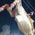 Rajasthani Camel Dance Video Shorts Camel Dance