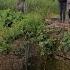 Drowning Leopard Rescued In Nashik By Forest Department And Eco Echo Foundation