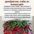 Как ухаживать за декабристом чтобы он пышно цвёл декабрист цветы растения полезнознать