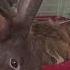 Я прошу тебя успокойся кот подпишись приколы Shorts Cat коты