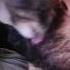 Cat Licking My Beard