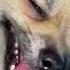 Это вообще декаданс Shorts Spitz Pomeranianslove