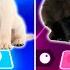 CUTE CAT SHAKIRA WAKA WAKA VS CUTE DOG BABY SHARK VS CUTE CAT BTS FAKE LOVE VS CUTE DOG ENEMY