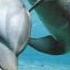 Успокаивающие звуки дельфинов для малышей