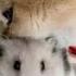 Funny Cat And Hamster Круассанчик мой сырничек мой