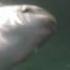 Baby Mola Mola Checks Out The GoPro