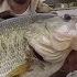 TOP 3 HUGE LARGEMOUTH BASS CAUGHT ON CAMERA Compilation