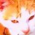 Warrior Cats Camp