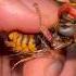 Handling A Female European Hornet Wasp Insect Insects Bug Bugs Tarantula Tarantulas Spiders Fyp