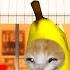 HAPPY CAT CUTE FUNNY BANANA 23