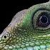 Dixis Nikolay Reptile