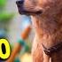 HACHIKO 2 SIEMPRE A TU LADO Resumen EN 12 MINUTOS Ahora Te Cuento