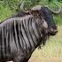 Gnu Or Wildebeest Call Sound