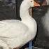 Widowed Goose Gets A Second Chance At Love Animalkind Goodnews