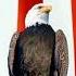 National Anthem Of USA O Say Can You See Usa Anthem Baldeagle