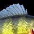 Life Of The Yellow Perch And How To Fish For Perch