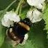 Short Shorts шмель насекомые Bumblebee Flower цветы
