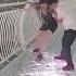 China Glass Bridge Shorts Science