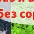 КАК ИЗБАВИТЬСЯ ОТ САМЫХ ЗЛОСТНЫХ СОРНЯКОВ БЕЗ ПЕРЕКОПКИ И ПРОПОЛКИ Сделала и забыла про сорняки