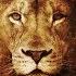 Hollywood Undead Lion Lyrics