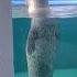 That S How The Seal In Water Seadog