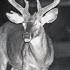 Second Chances Epic Big Buck Encounter