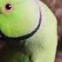Parrot Sound Parrot Talkingparot Birds Greenparrot Greenparrot Ringneckparrot