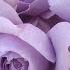 ТОП 5 Необычные лиловые розы с голубыми оттенками Обзор и сравнение лилово голубых сортов