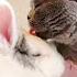 Funny Cat Meets Rabbit For The First Time Can Cats And Rabbit Be Friends