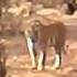 Tigers Roar Paralizes Cameraman