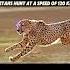 Cheetah Attack Complete Hoya Gaya Anime Cheetah Animals Wildlife Leopard Amurtiger