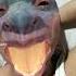 DRAGON FACE Tiktok Trending Viral Fyp Foryoupage