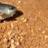 Terrifying Fish Walks On Land Breathes Air Threatens To Destroy Australia