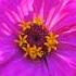 Purple Prince Zinnia Asteraceae Blooming Blackeyedsusan Rudbeckia Plants Flowers Garden